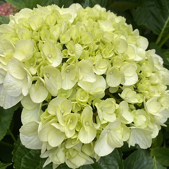 Hydrangea macrophylla Ne Plus - Image 3