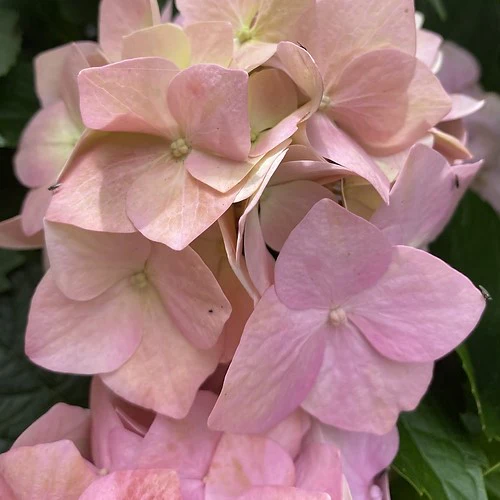 Hydrangea macrophylla Rosemont Purple