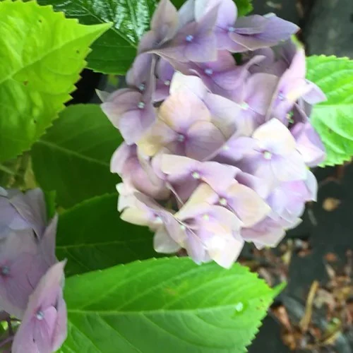 Hydrangea macrophylla Rosemont Purple - Image 2