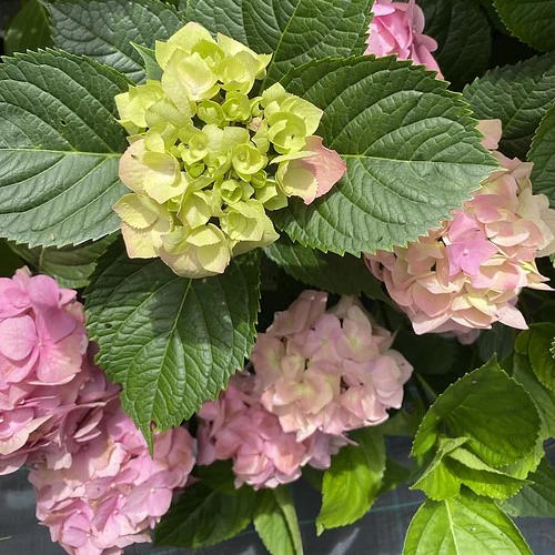 Hydrangea macrophylla Rosemont Purple - Image 3