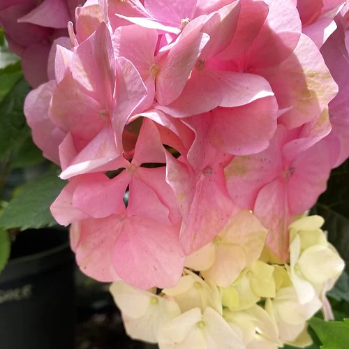Hydrangea macrophylla Rosemont Purple - Image 4