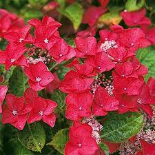 Hydrangea macrophylla Rotschwanz