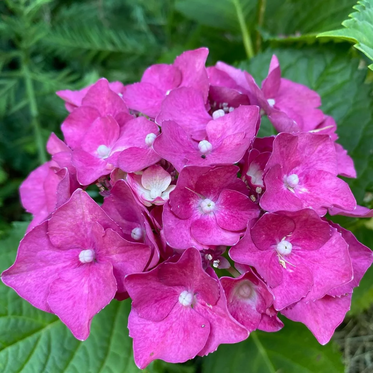 Hydrangea United Nations - Image 3