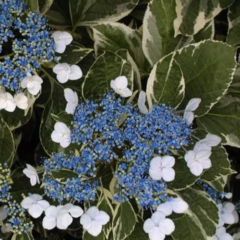 Hydrangea Variegated Lacecap