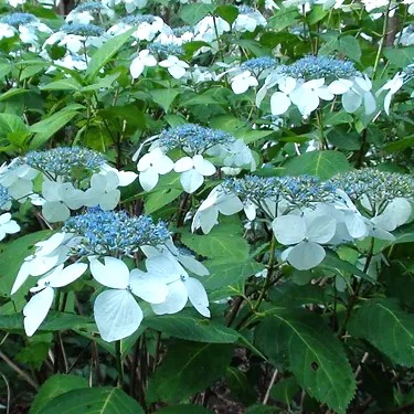 Hydrangea White Wave - Image 2