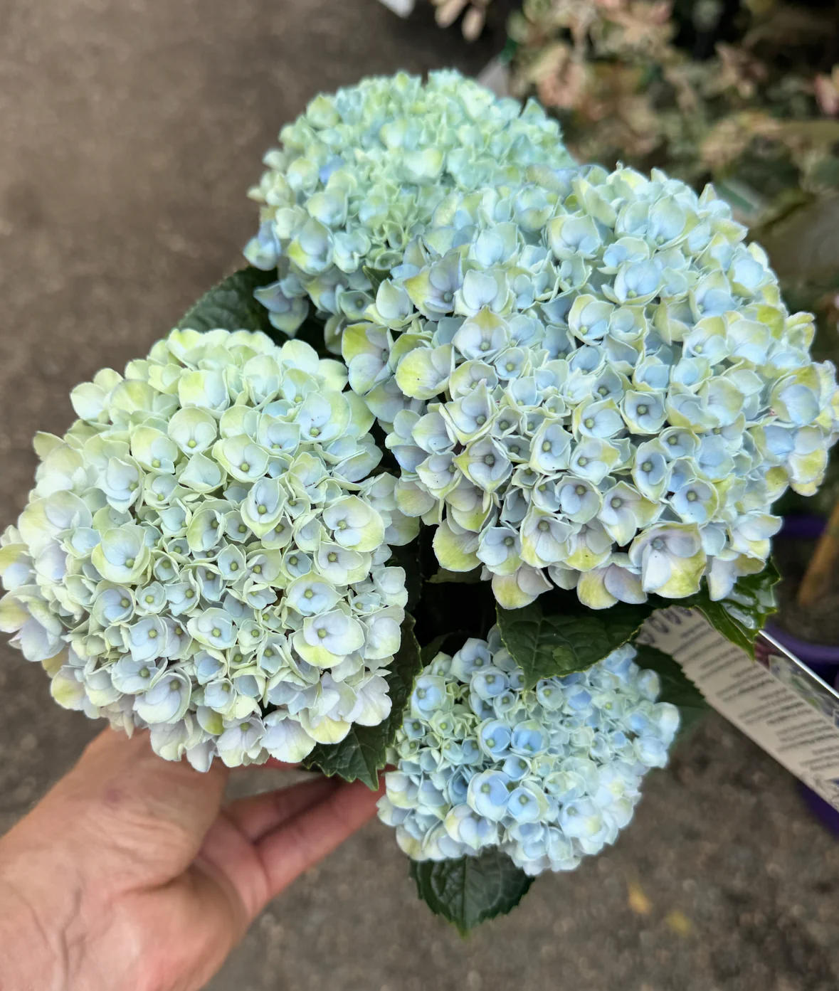 Hydrangea Magical Revolution - pruned back.
