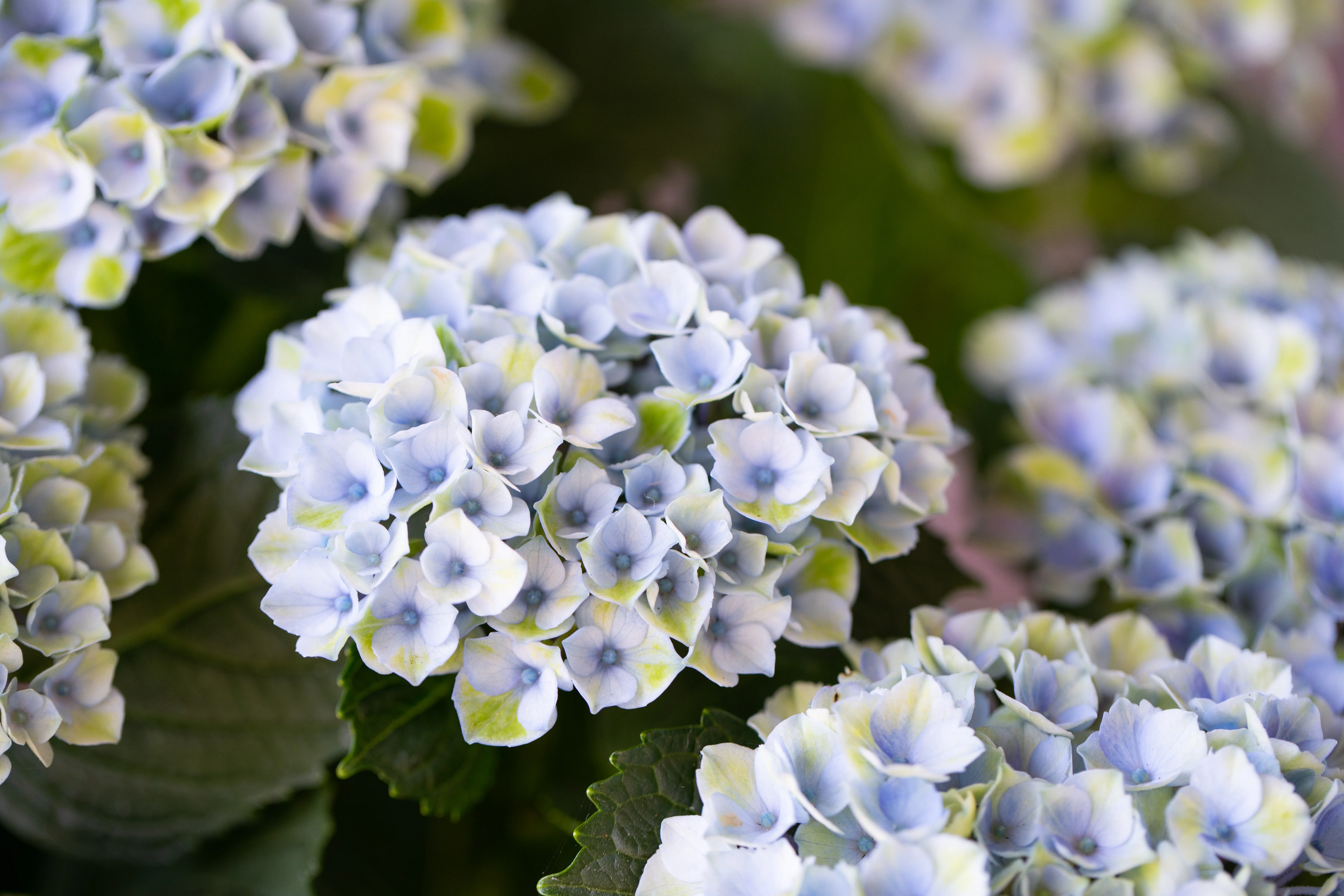 Hydrangea Magical Revolution - pruned back. - Image 2