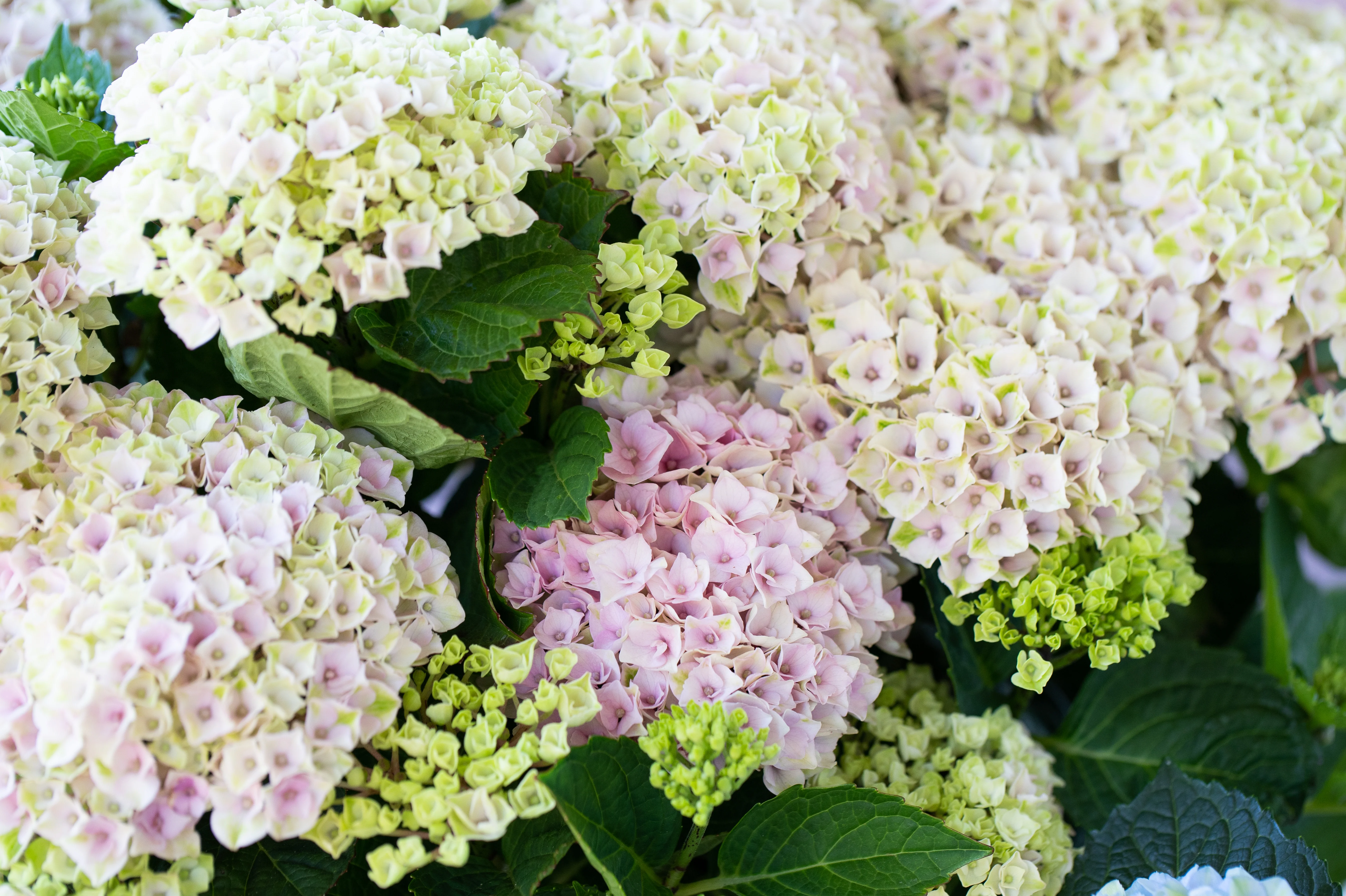 Hydrangea Magical Revolution - pruned back. - Image 6