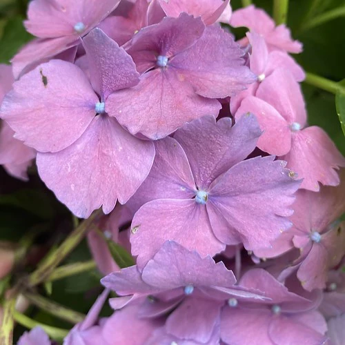 Hydrangea Maman - Image 3