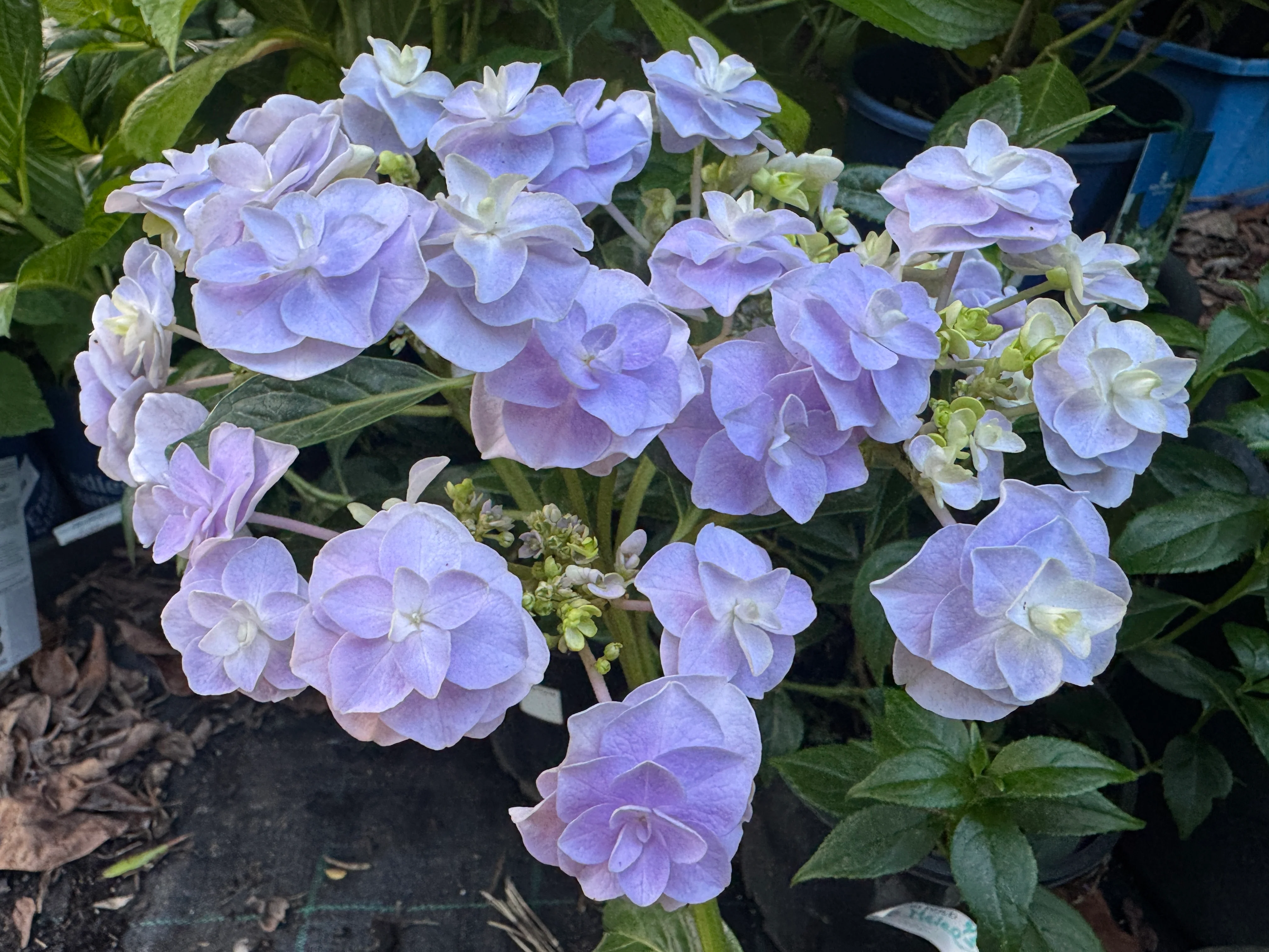Hydrangea Marks Special - growing - ready October 2026