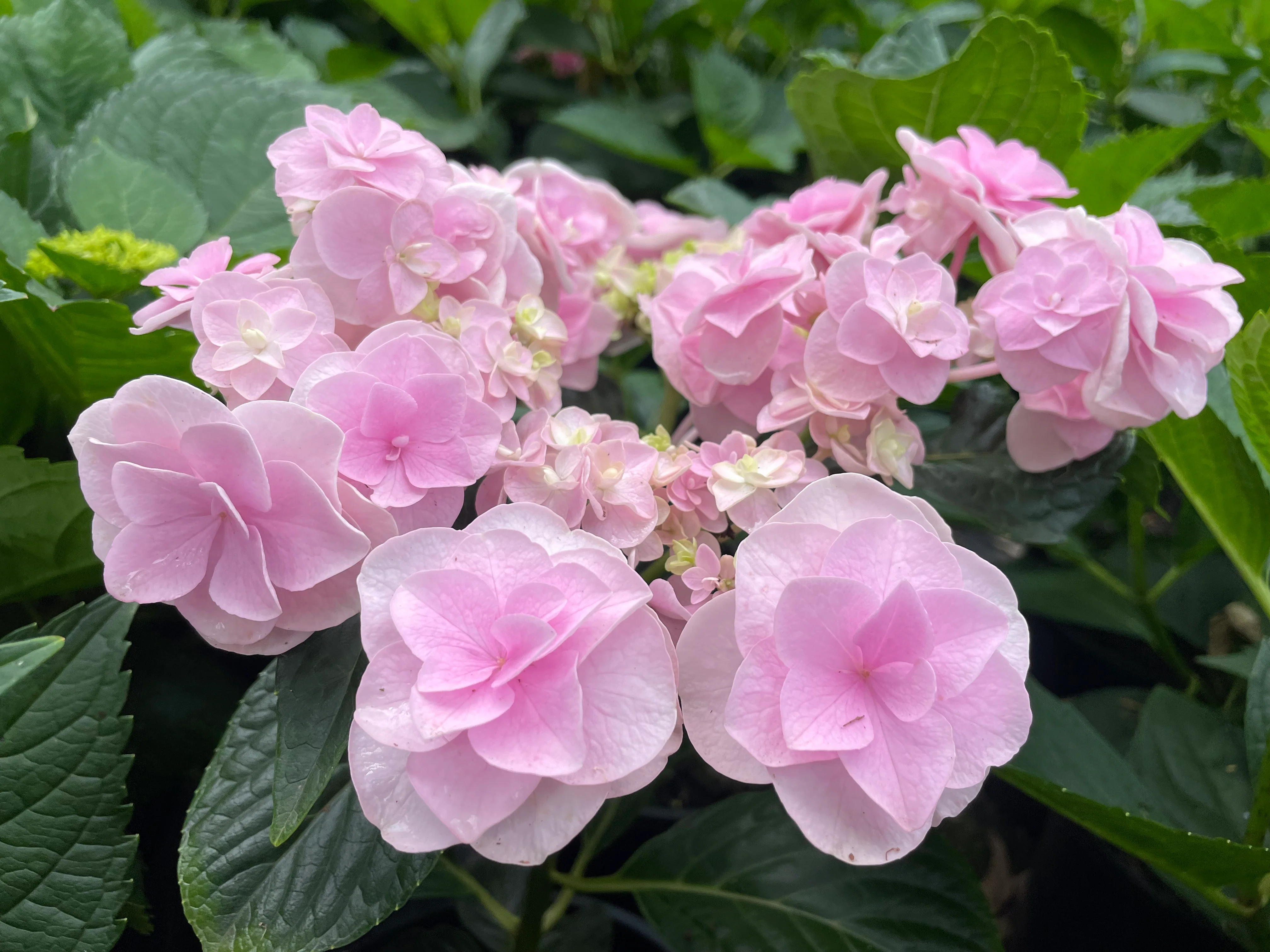 Hydrangea Marks Special - growing - ready October 2026 - Image 2