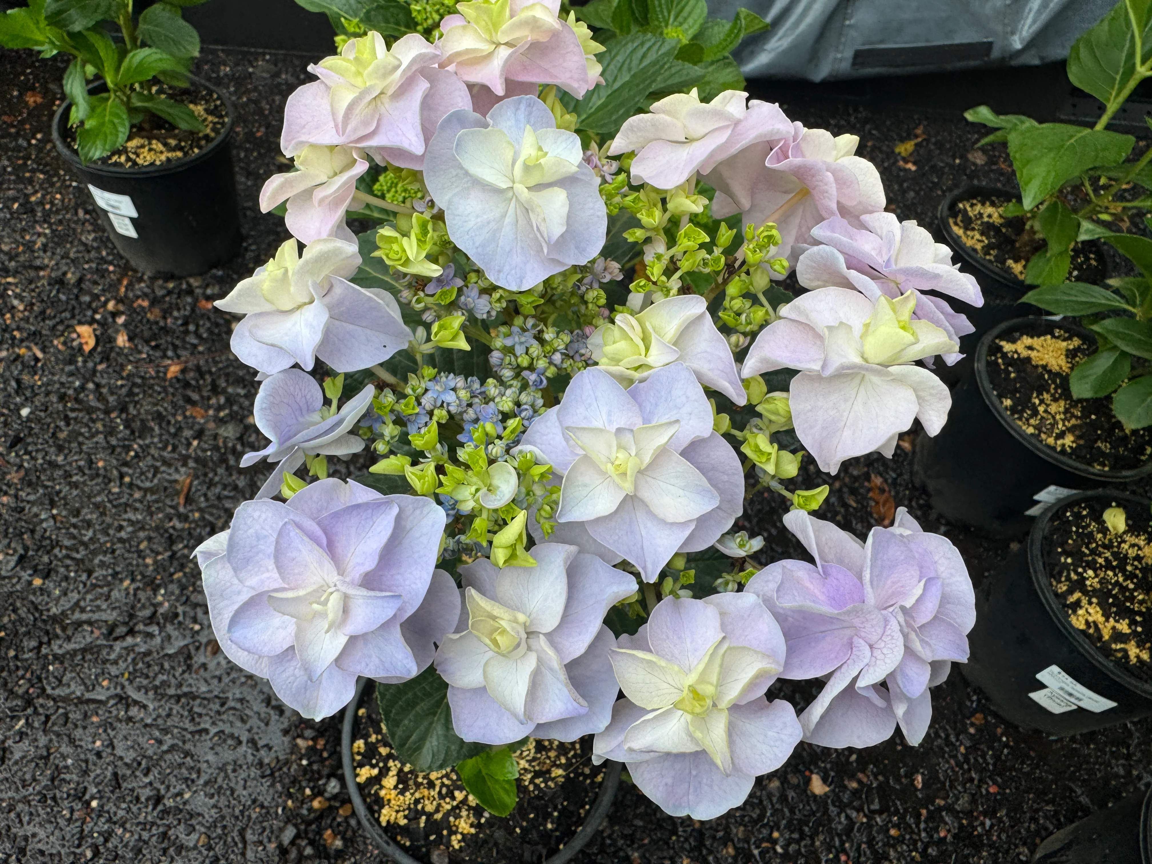 Hydrangea Marks Special - Image 3