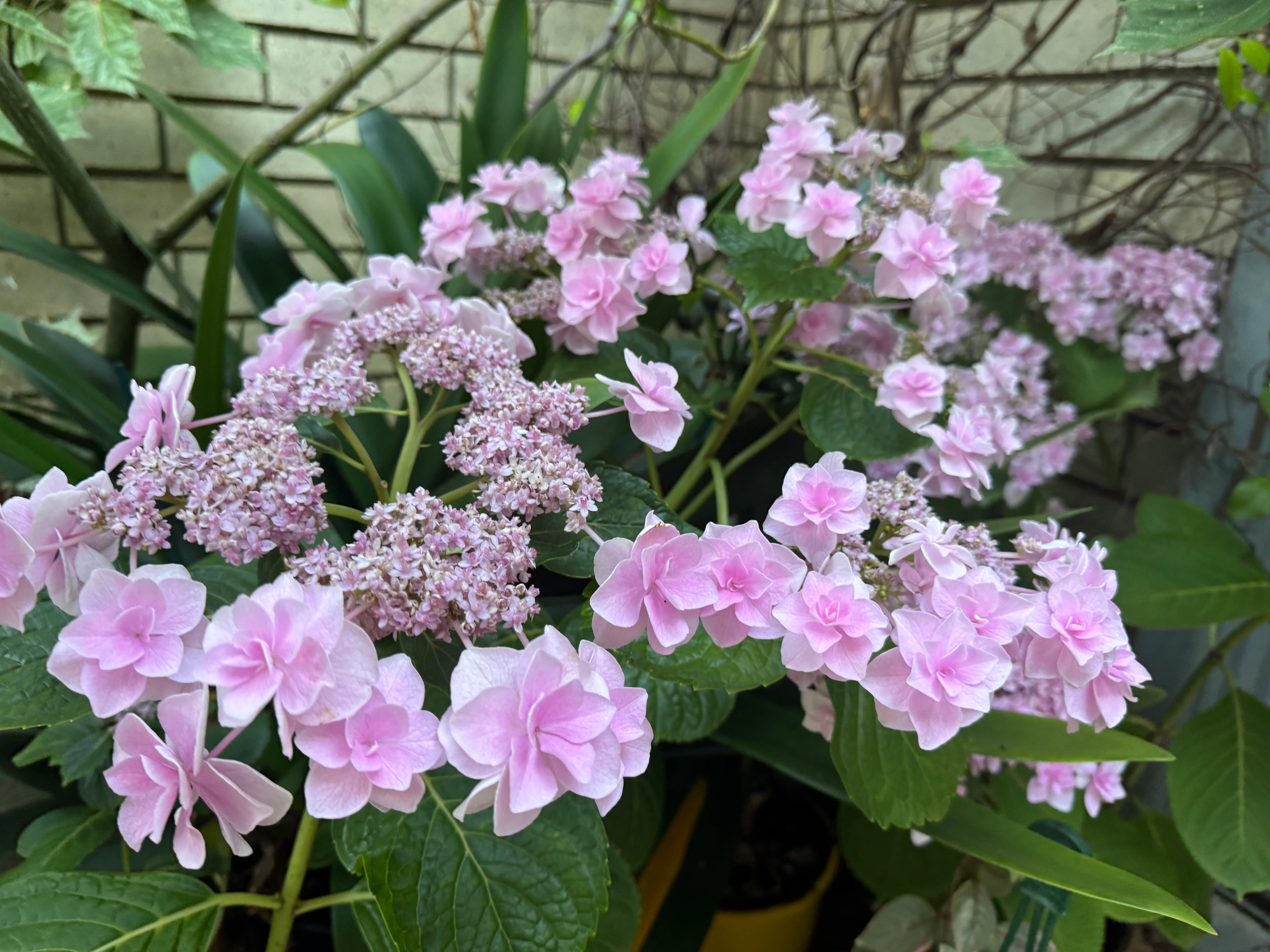 Hydrangea Marks Special - Image 4