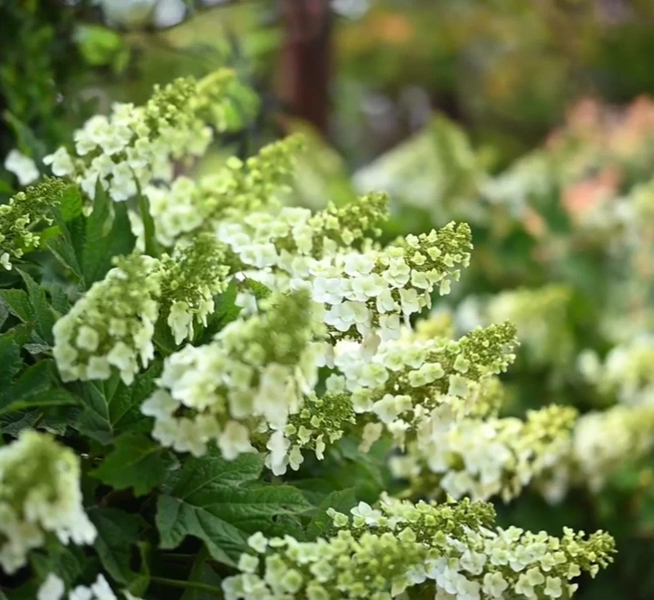 Hydrangea Munchkin (Dwarf Oak Leaf Hydrangea)