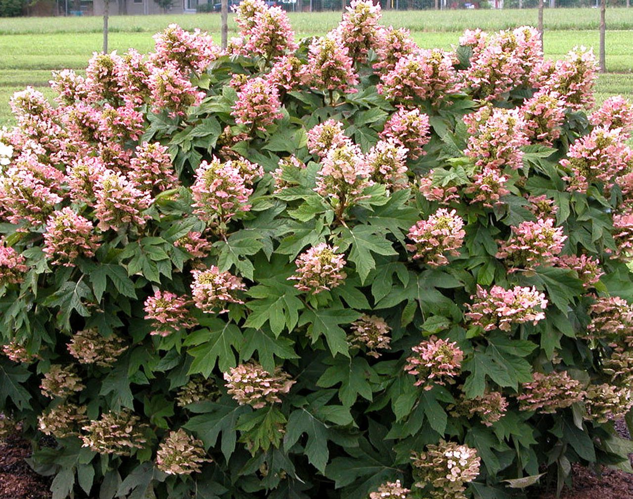 Hydrangea Munchkin (Dwarf Oak Leaf Hydrangea) - Image 2