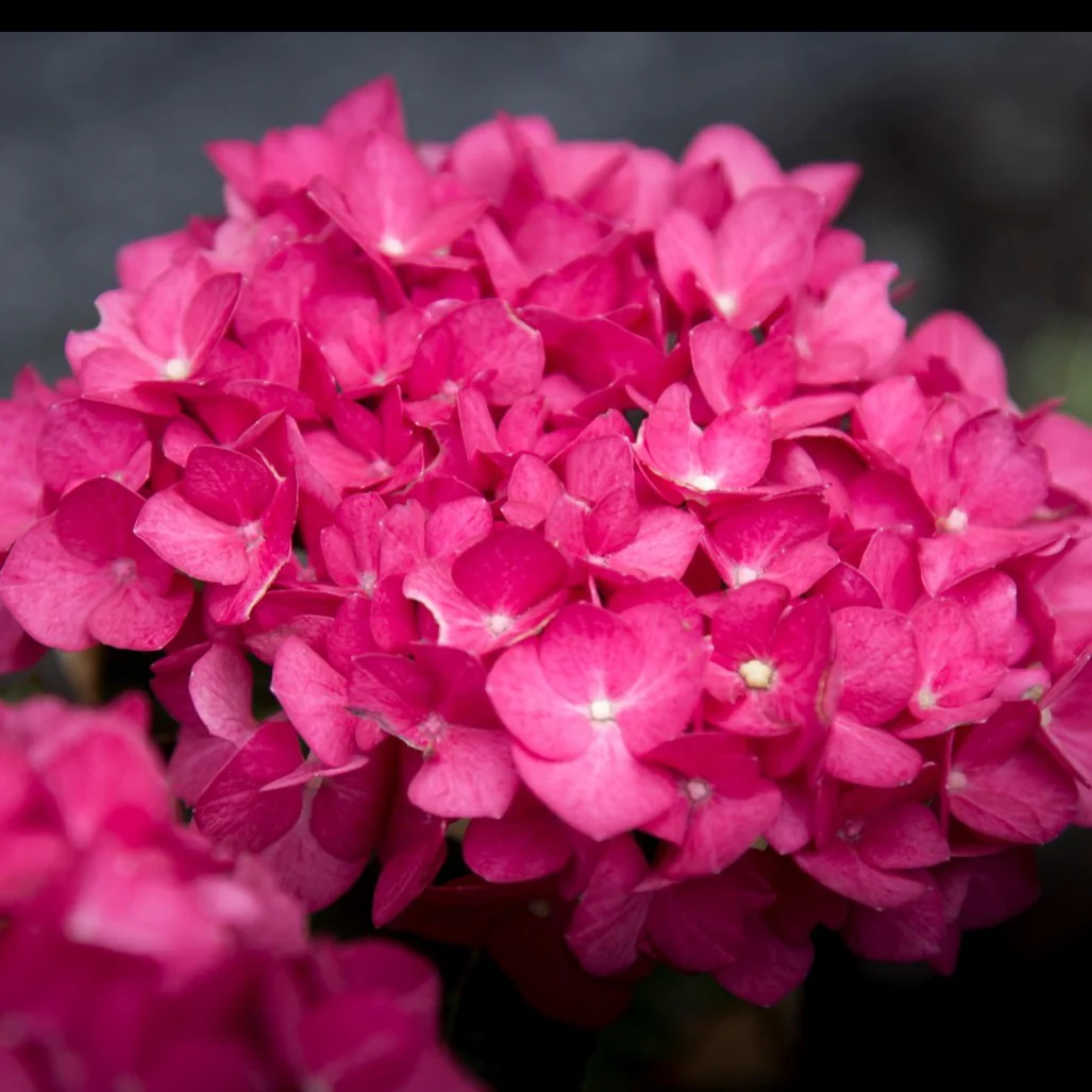 Hydrangea Obsidian Collection Storm Cloud - pruned back - Image 3