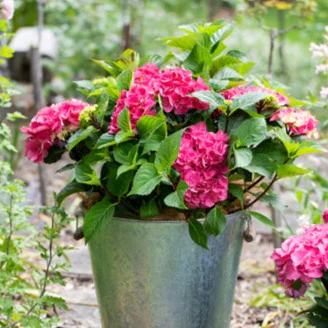 Hydrangea Obsidian Collection Storm Cloud - pruned back - Image 4