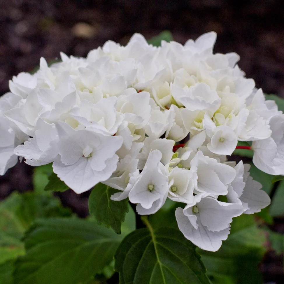 Hydrangea Obsidian Collection White Knight - Pruned Back - Image 3