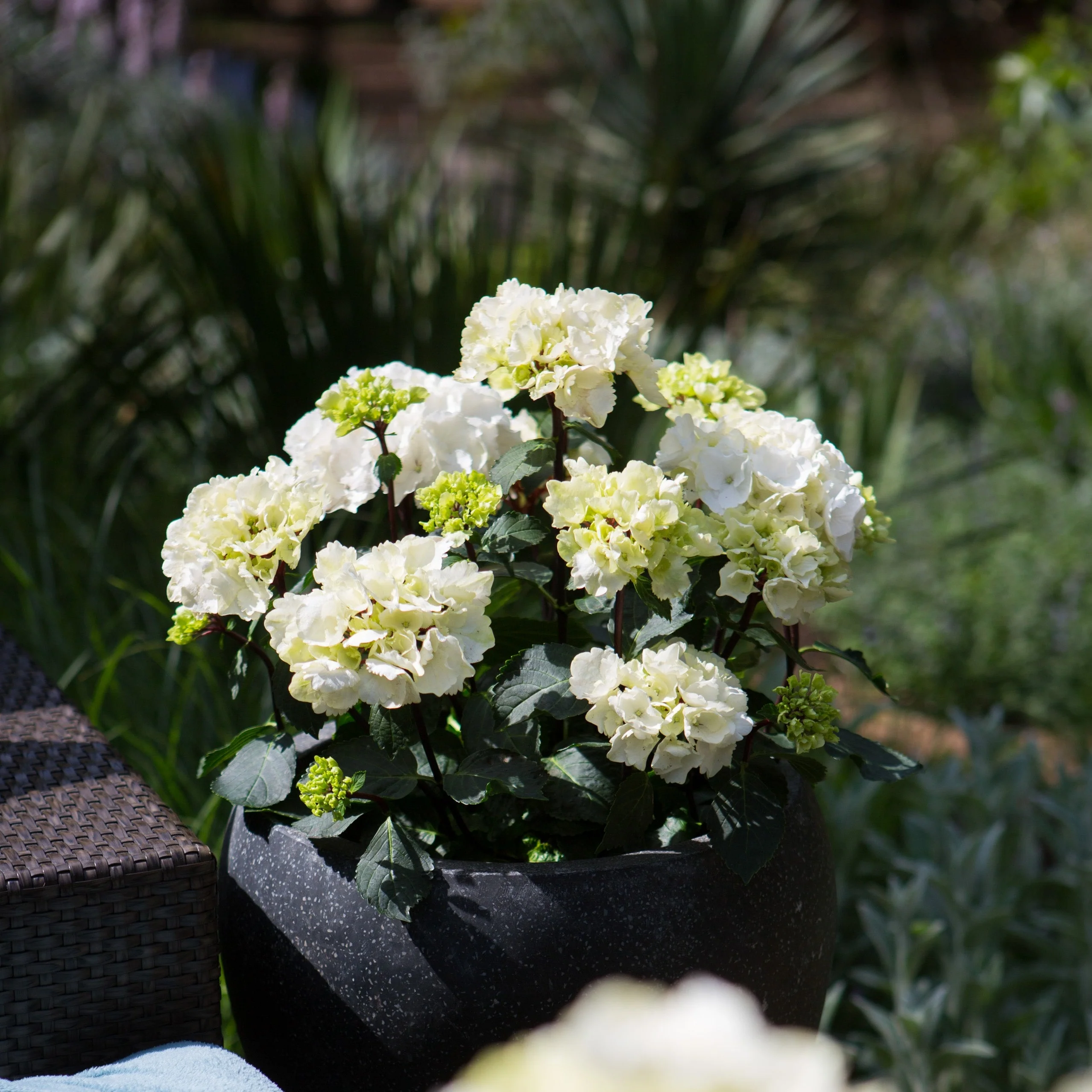 Hydrangea Obsidian Collection White Knight - Pruned Back - Image 4