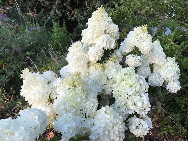Hydrangea paniculata Candlelight - Image 2