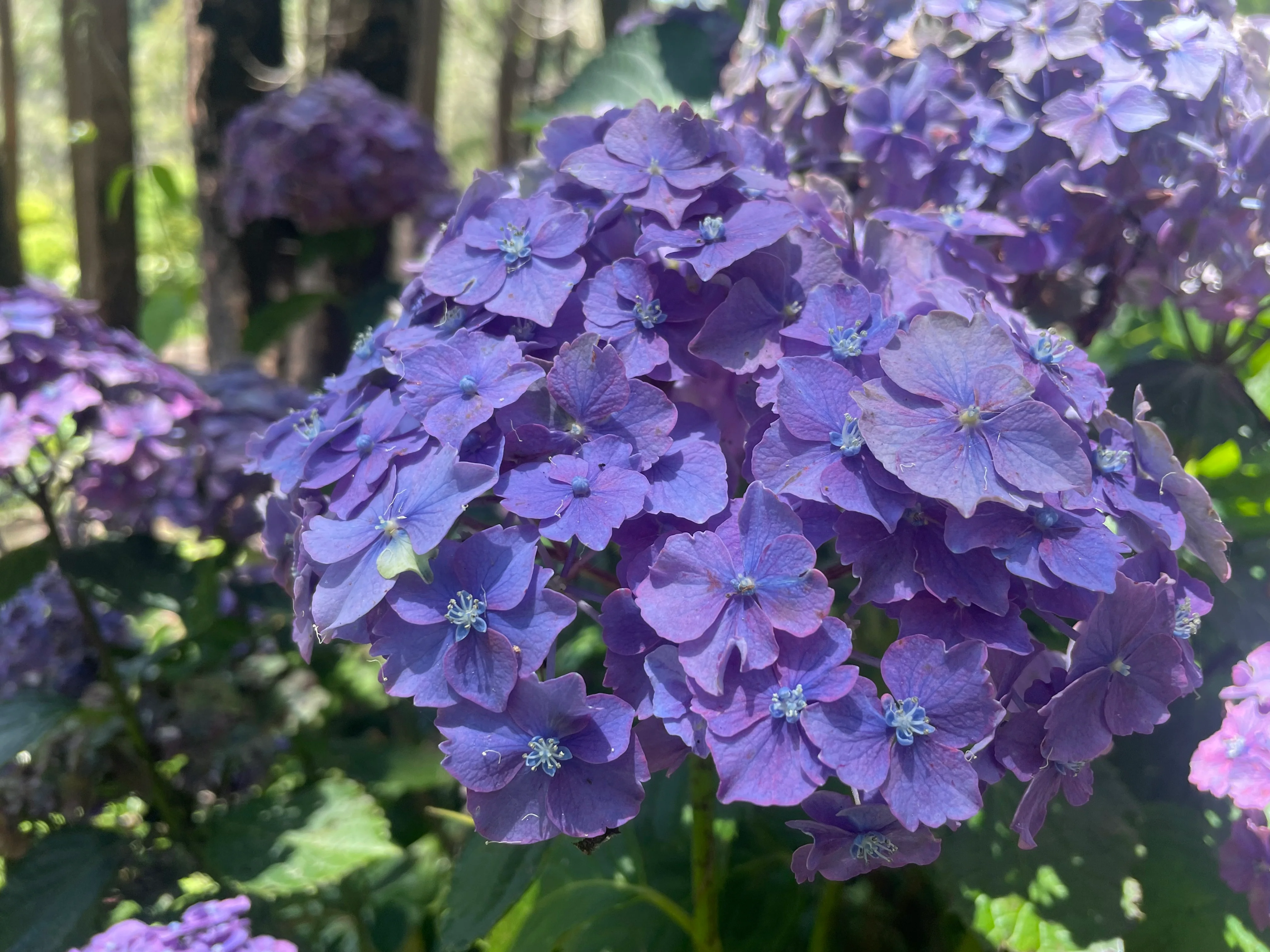 Hydrangea Parsival - pruned back - Image 2