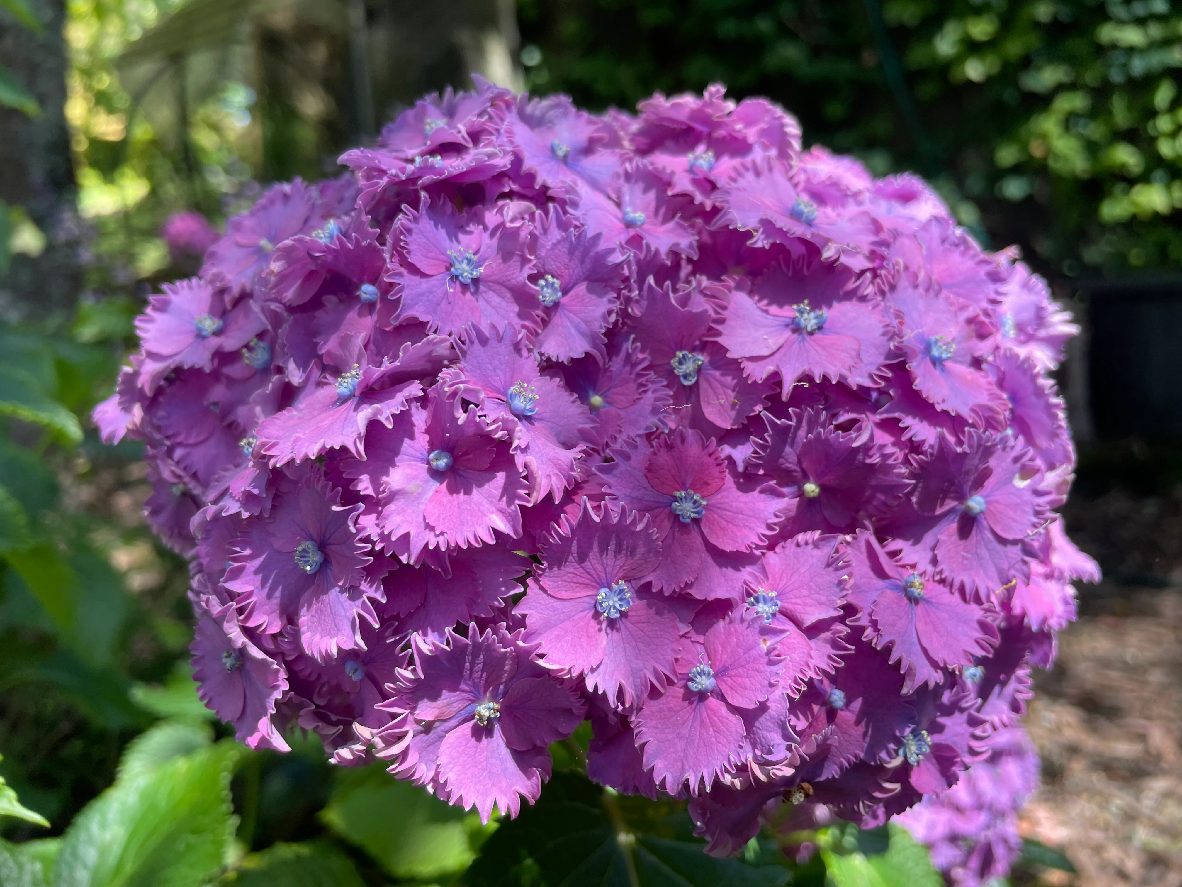 Hydrangea Prince Henry - pruned back