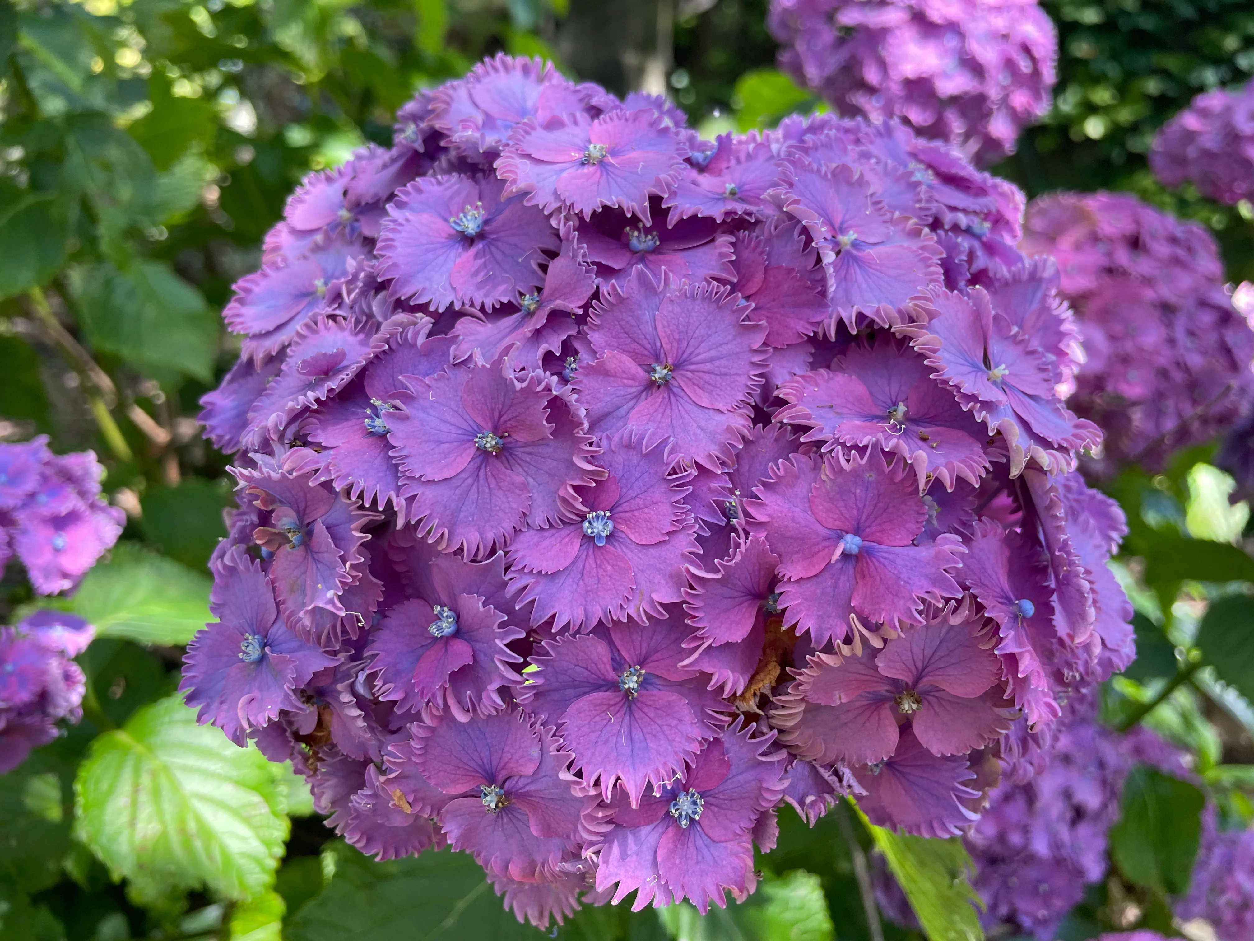 Hydrangea Prince Henry - pruned back - Image 2