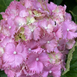 Hydrangea Prince Henry - pruned back - Image 3