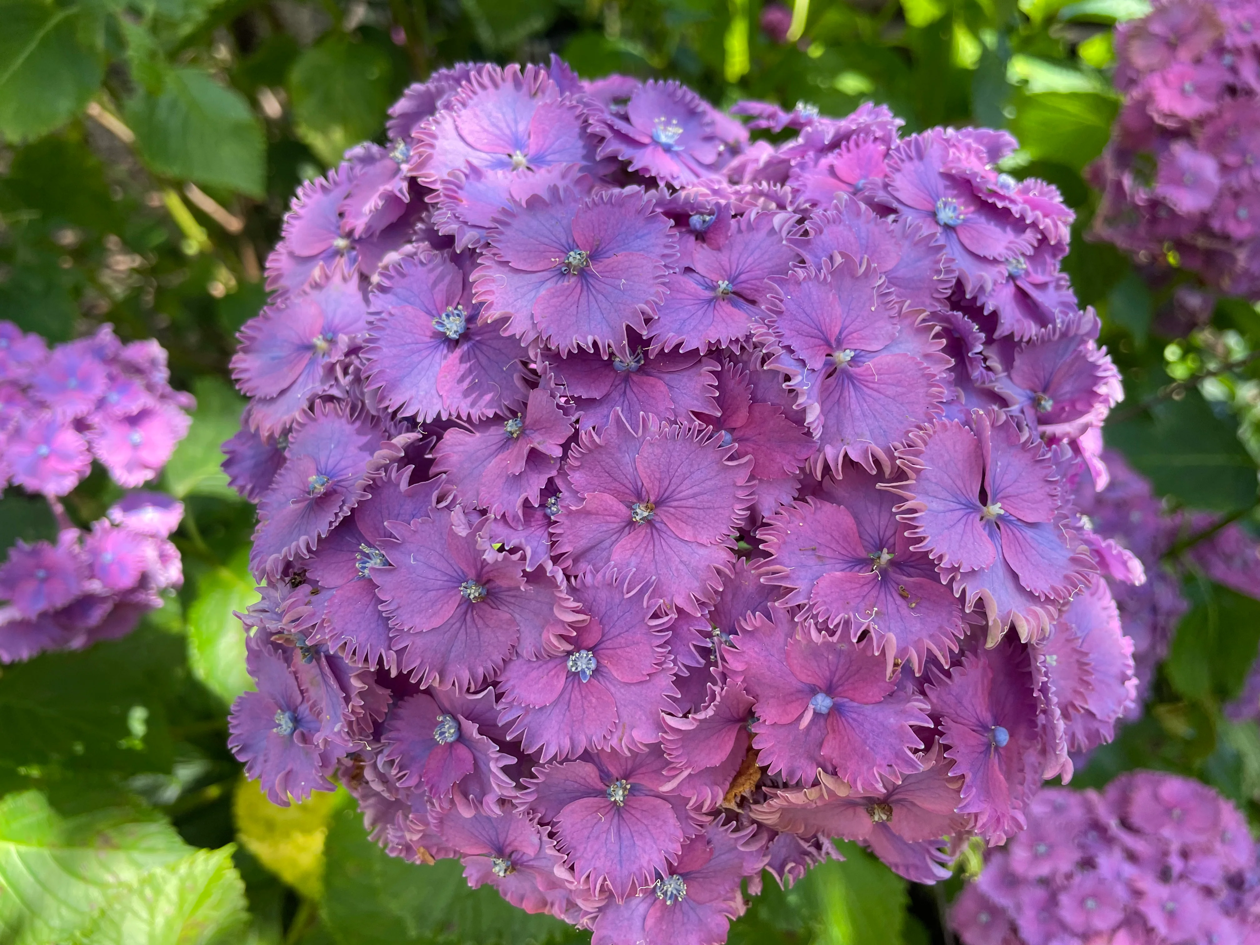 Hydrangea Prince Henry - pruned back - Image 4