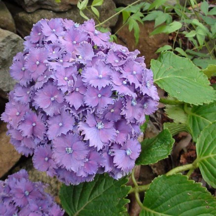 Hydrangea Prince Henry - pruned back - Image 5