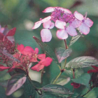 Hydrangea serrata Grayswood - Image 2