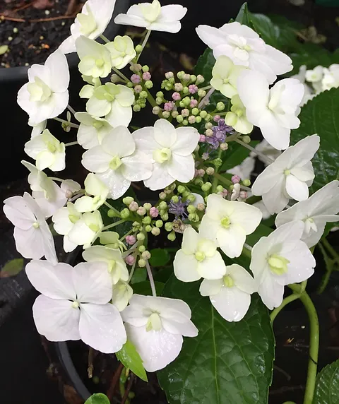 Hydrangea serrata Tiara Double - Image 2
