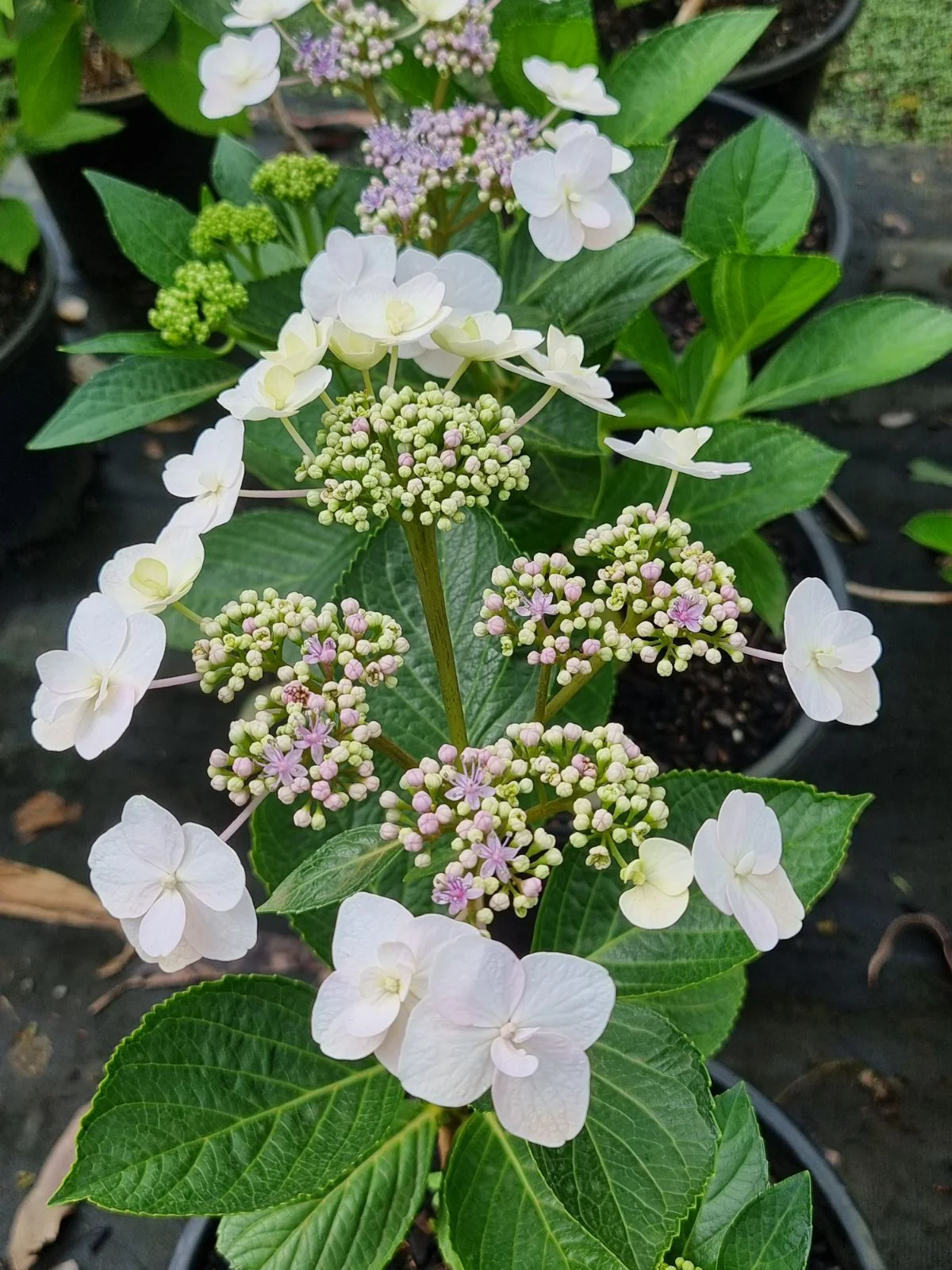 Hydrangea serrata Tiara Double - Image 3