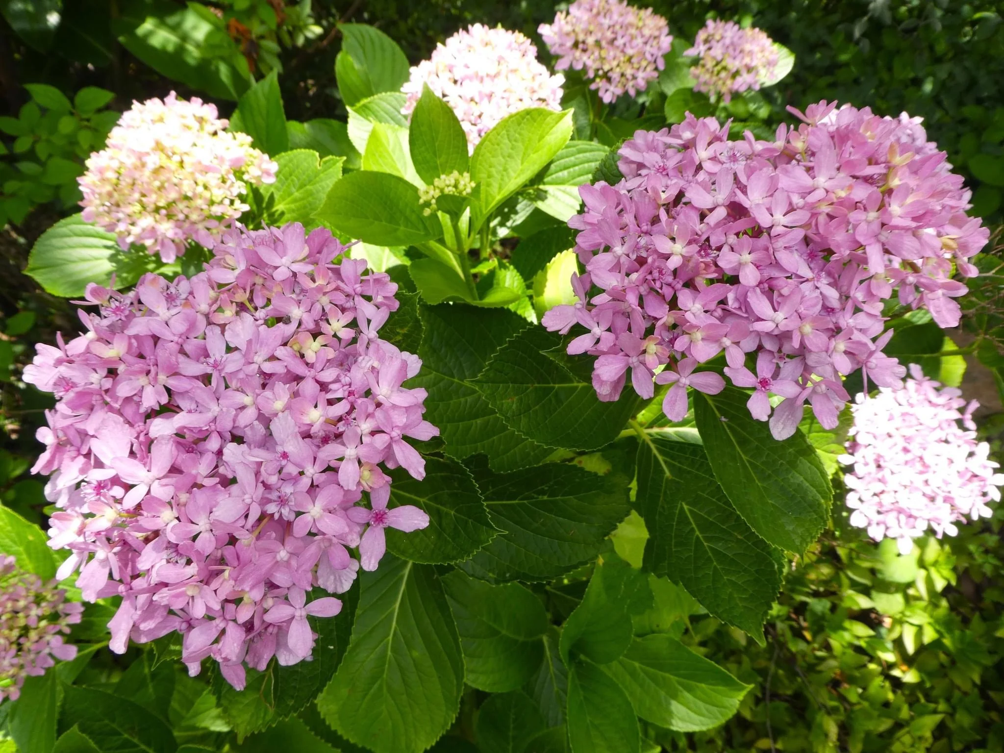 Hydrangea Snell (currently pruned back) - Image 6