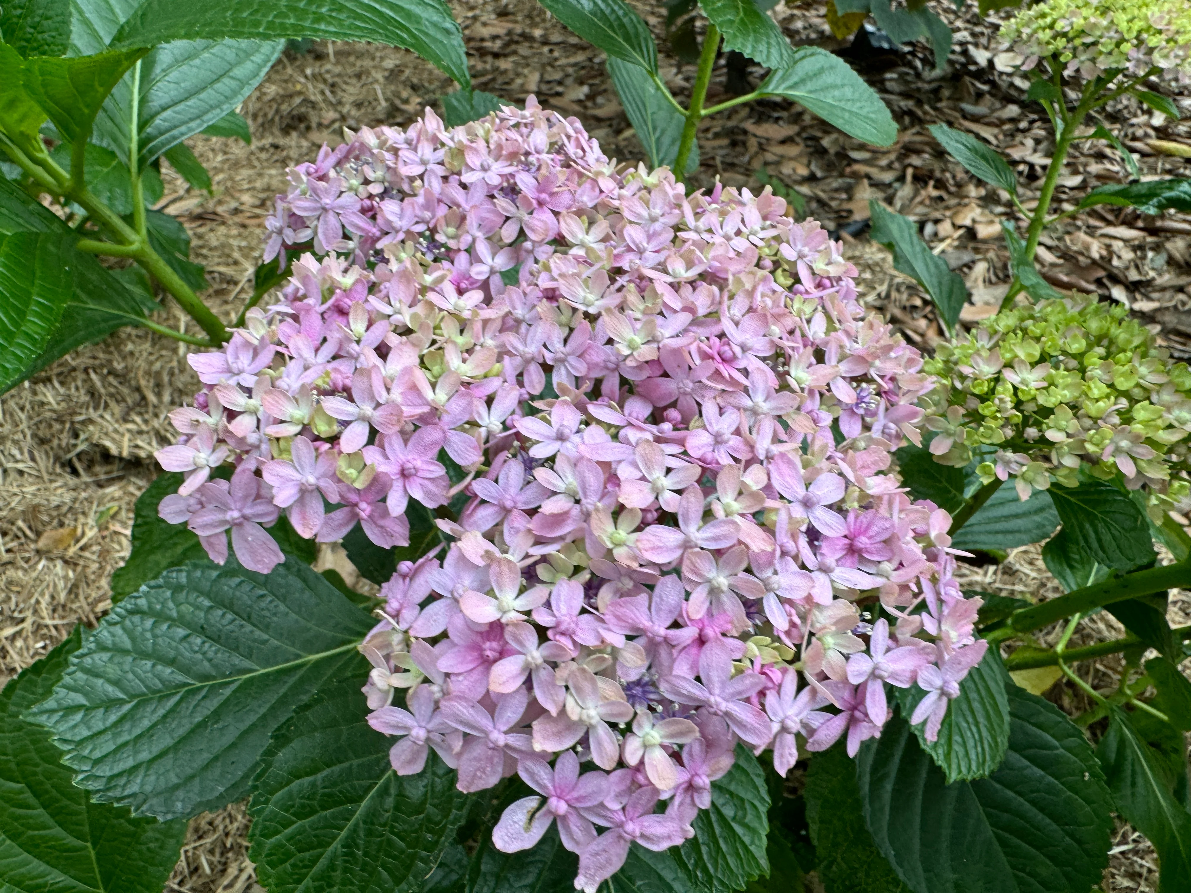 Hydrangea Snell (currently pruned back) - Image 7