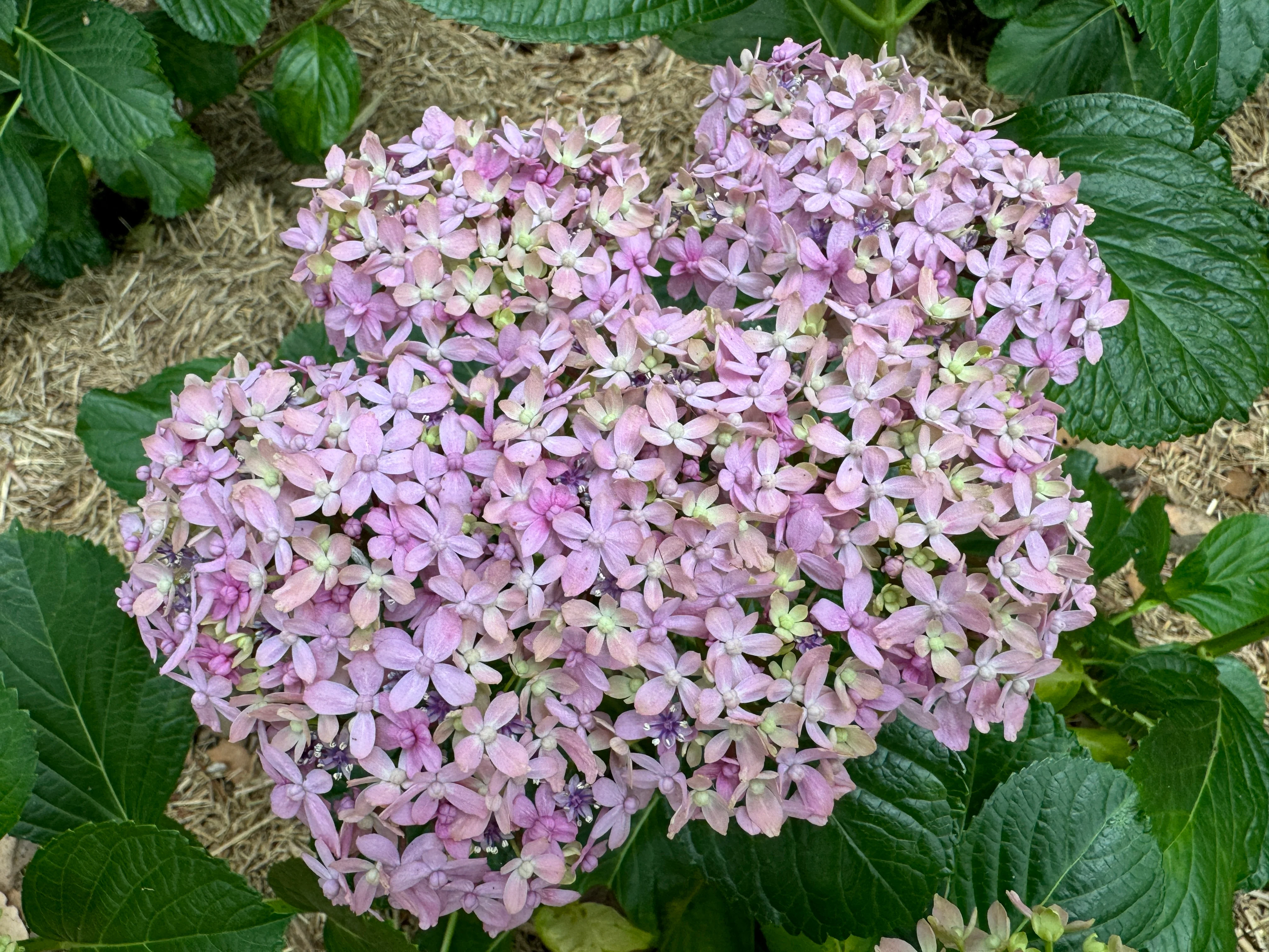 Hydrangea Snell (currently pruned back) - Image 8
