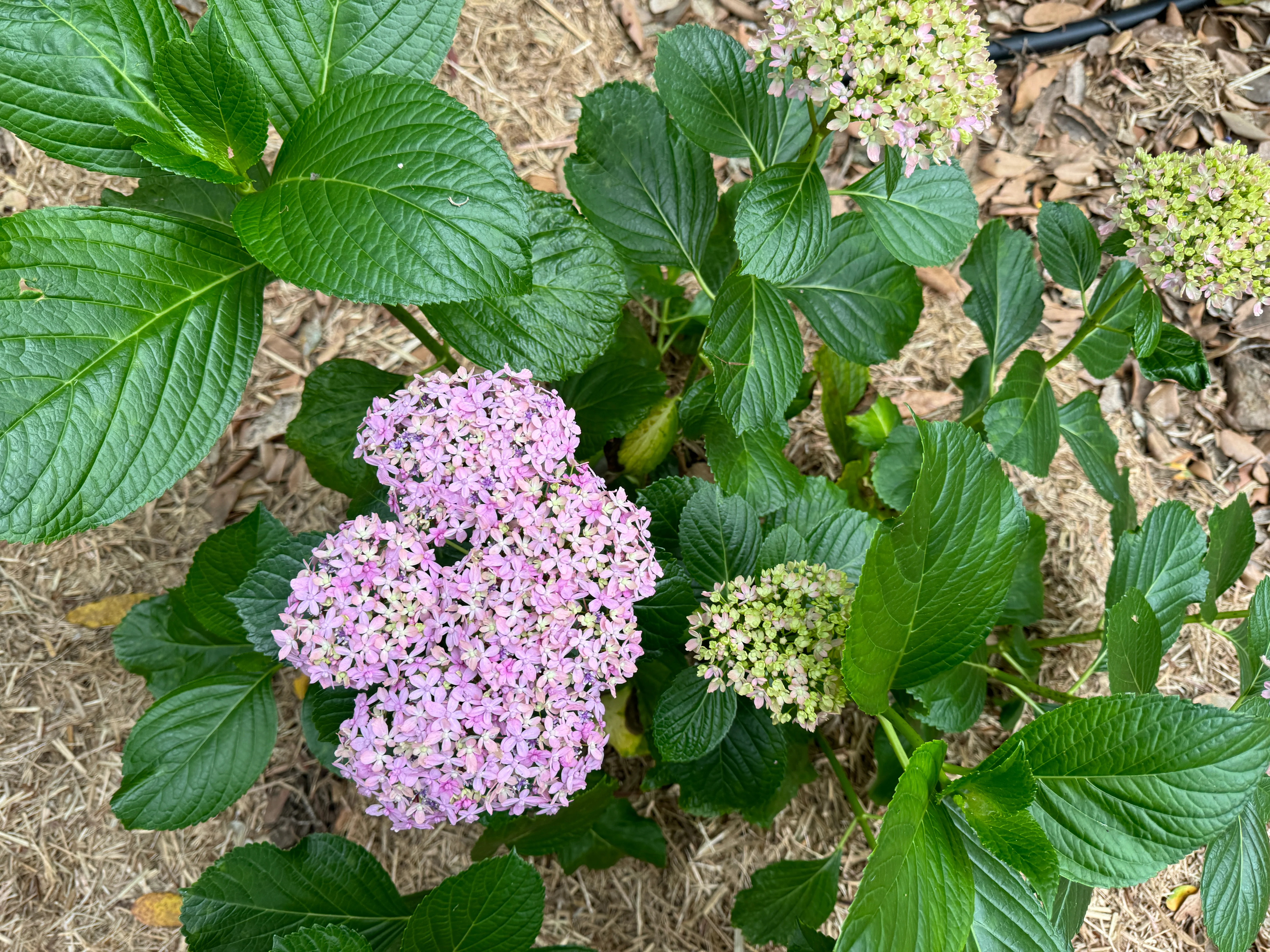 Hydrangea Snell (currently pruned back) - Image 9