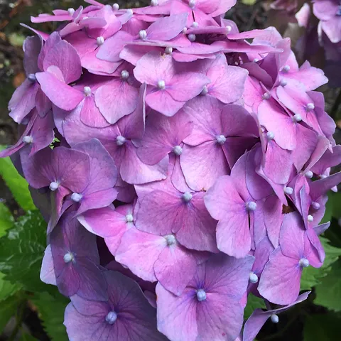 Hydrangea Ursula