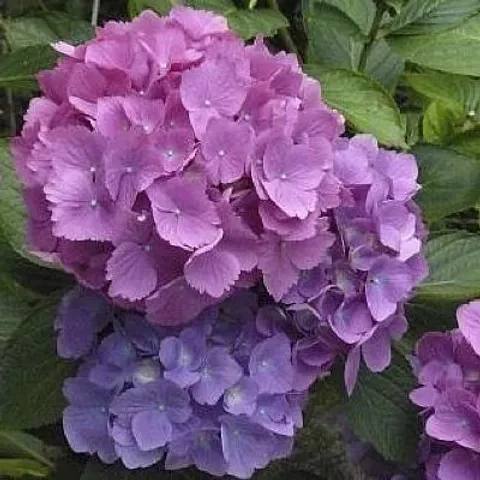Hydrangea Ursula - Image 2