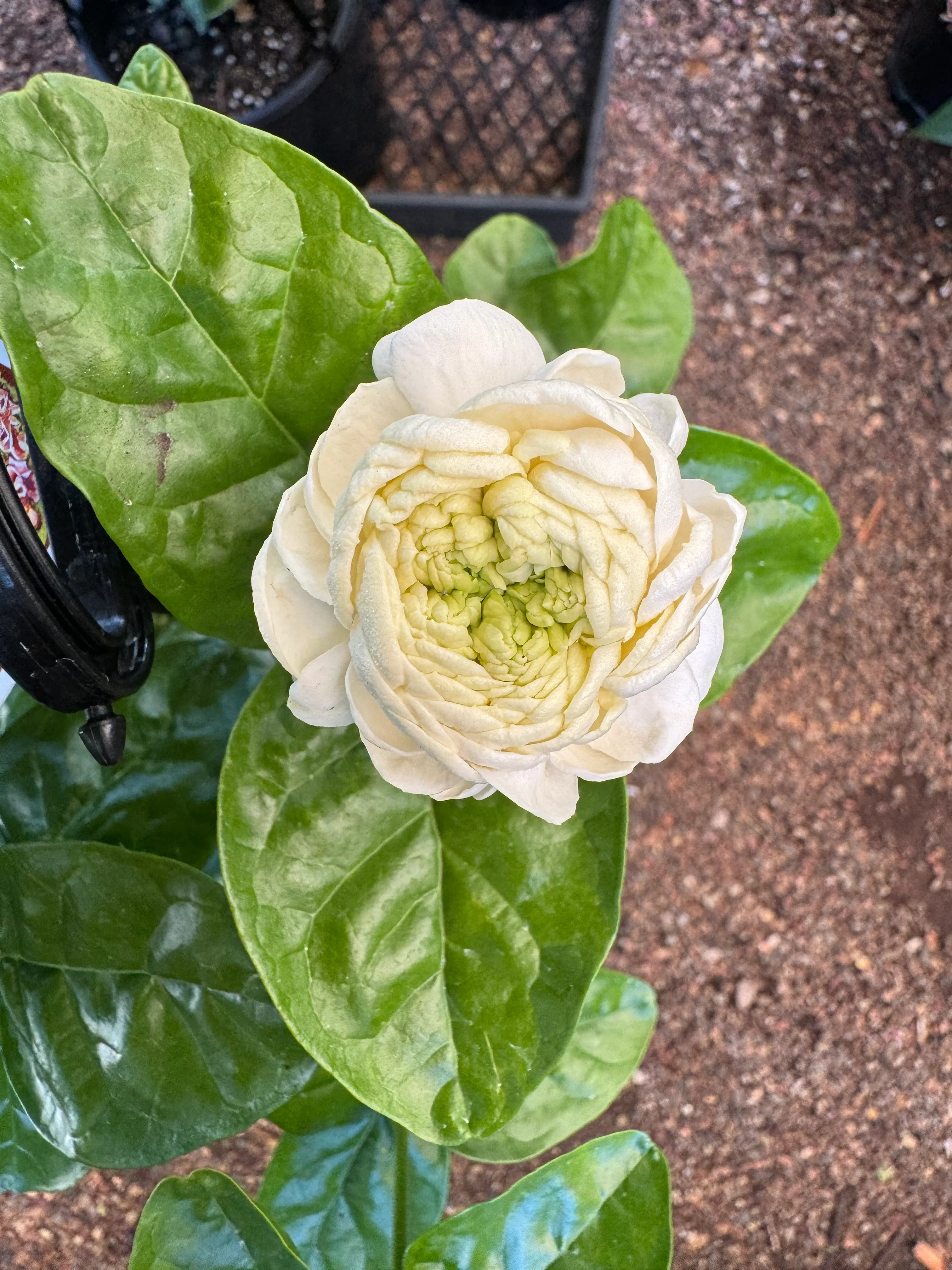 Jasminum Emperor Jasmine - Growing