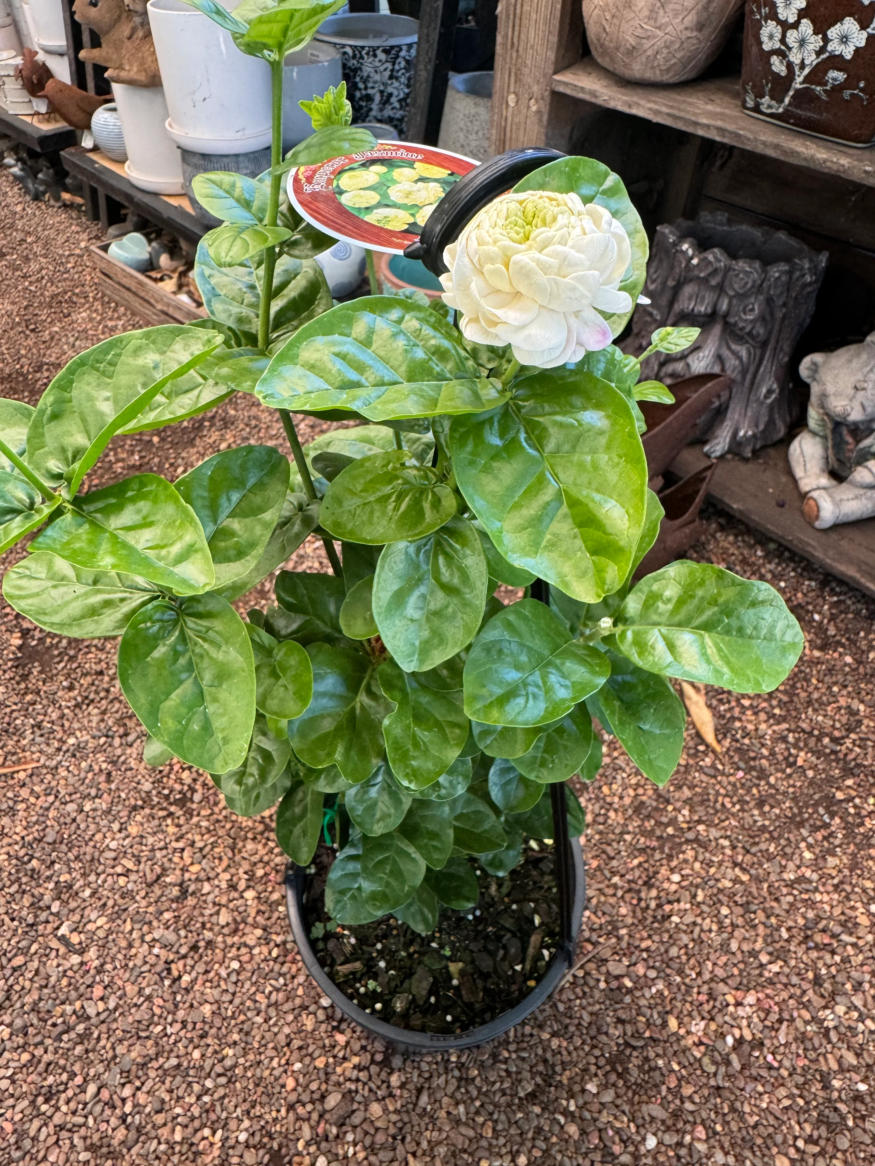 Jasminum Emperor Jasmine - Growing - Image 2