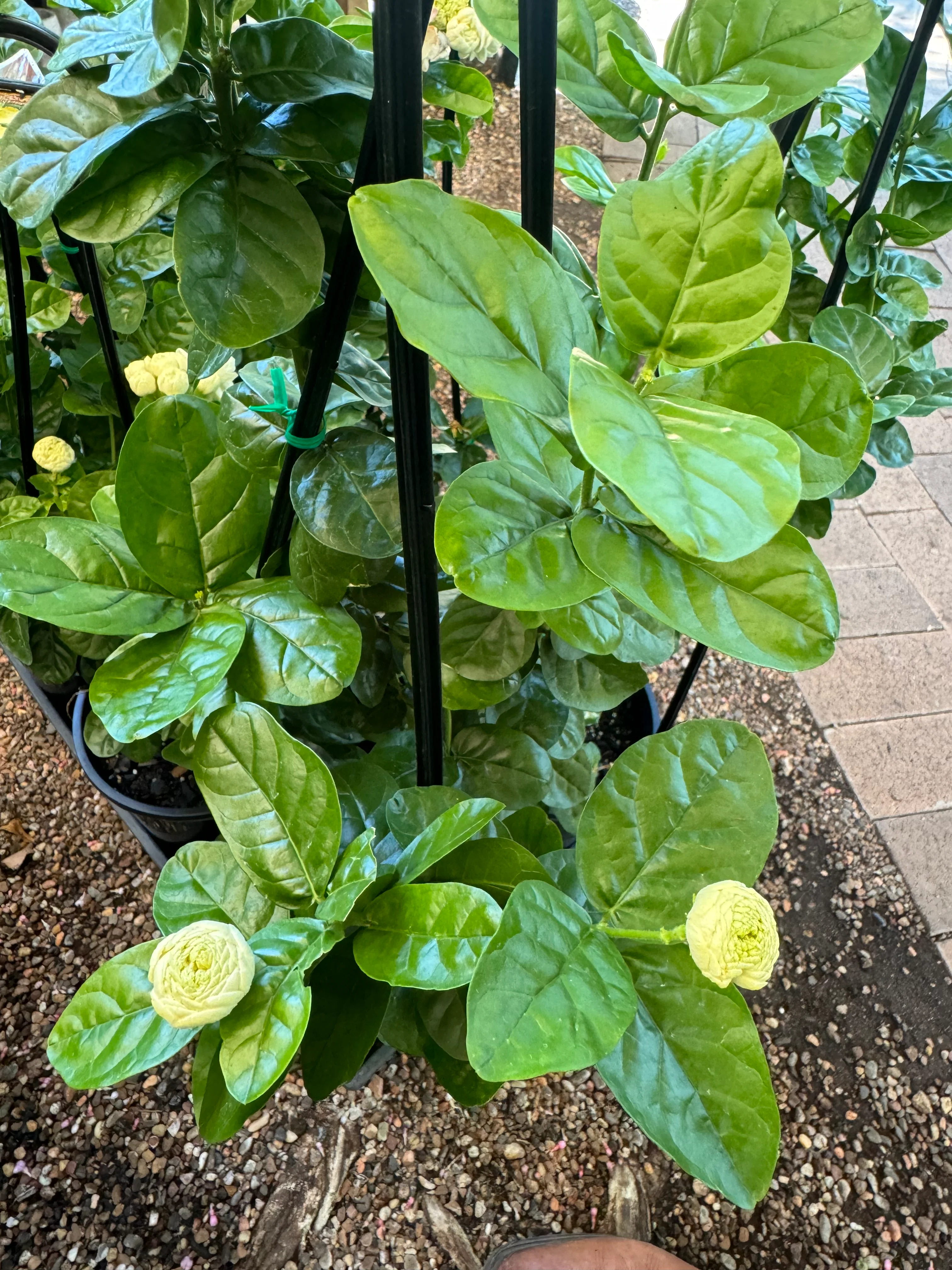 Jasminum Emperor Jasmine - Growing - Image 5