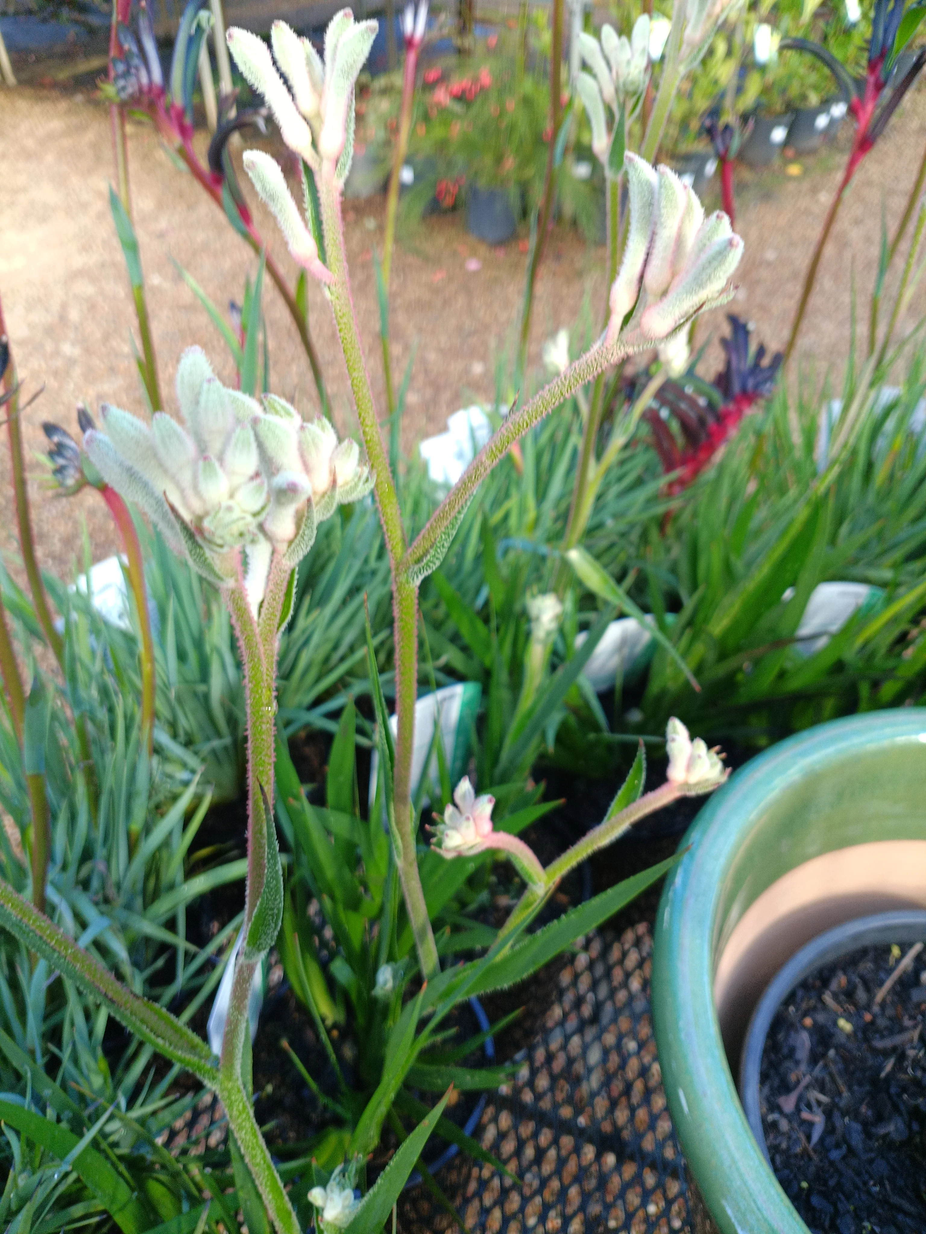 Kangaroo Paw Bush Gems Bush Diamond - Image 3