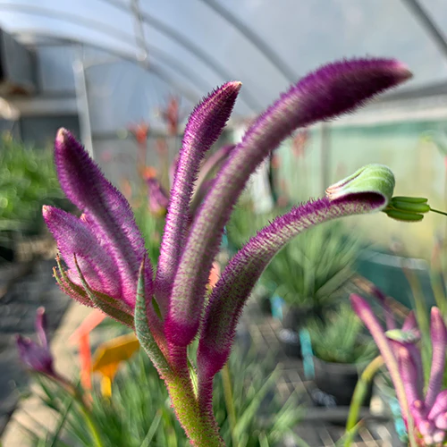 Kangaroo Paw Celebrations Carnivale PBR - Ready Soon - Enquire in store - Image 3