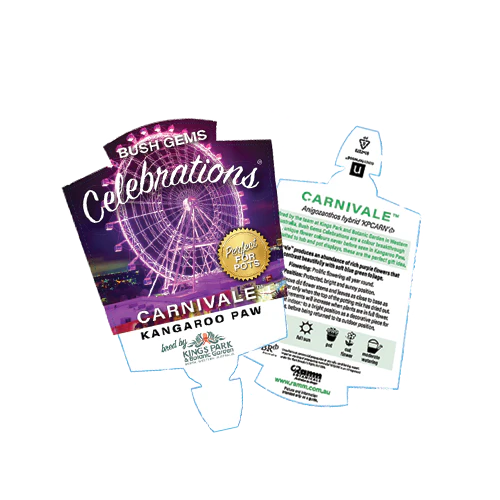 Kangaroo Paw Celebrations Carnivale PBR - Ready Soon - Enquire in store - Image 4