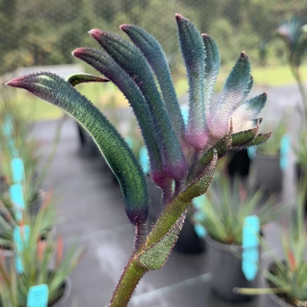 Kangaroo Paw Celebrations Cocktail PBR - Ready Soon - Enquire in store - Image 3