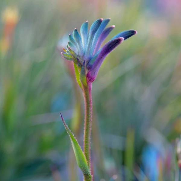 Kangaroo Paw Celebrations Cocktail PBR - Ready Soon - Enquire in store - Image 4