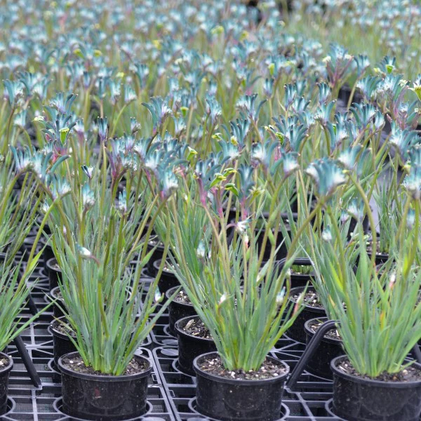 Kangaroo Paw Celebrations Cocktail PBR - Ready Soon - Enquire in store - Image 5