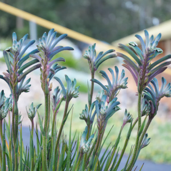 Kangaroo Paw Celebrations Cocktail PBR - Ready Soon - Enquire in store - Image 6