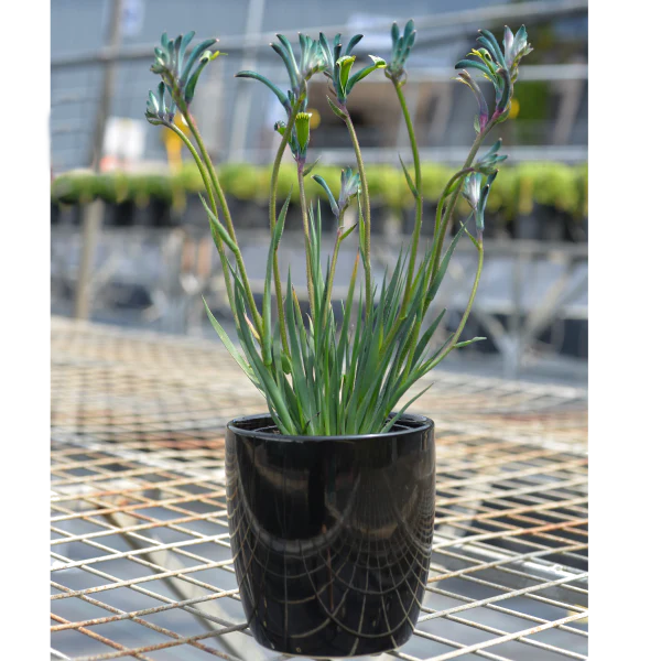 Kangaroo Paw Celebrations Cocktail PBR - Ready Soon - Enquire in store - Image 7